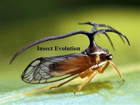 Insect Evolution and Paleontology