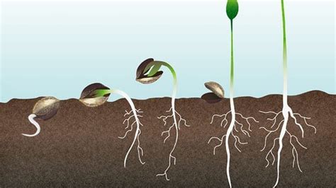 Trucos infalibles para lograr la germinación de semillas