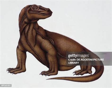 Megalania Prisca Photos And Premium High Res Pictures Getty Images