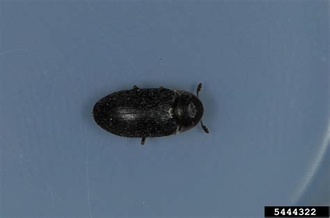 Hide Beetle Dermestes Maculatus