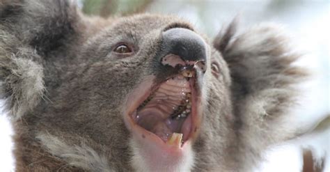 Koala Teeth: Everything You Need to Know - A-Z Animals