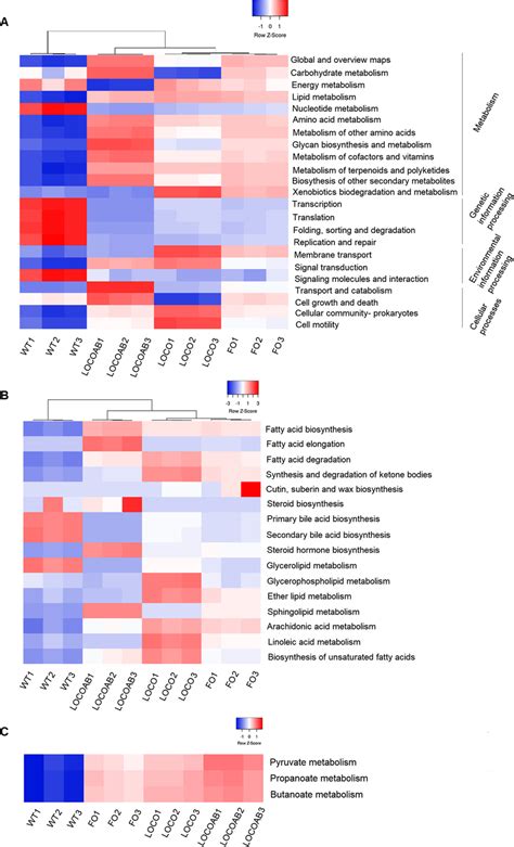 Heat Map Representing A Kegg Level Pathways In Cellular Processes