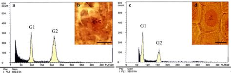 Ploidy Determination By Flow Cytometry Analysis A And C And