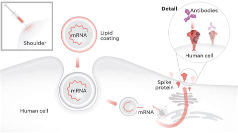 How MRNA COVID 19 Vaccines Work