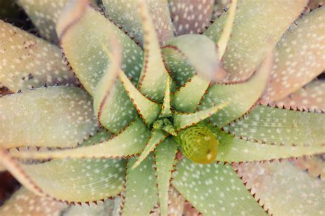 Descubre Los Asombrosos Beneficios De La Planta De Aloe Vera Aloe