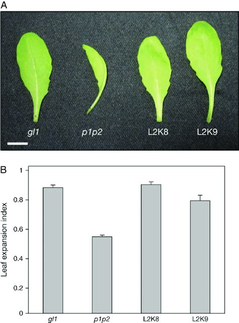 Leaf Expansion Measurements Of Wild Type Gl1 Phot1phot2 Double