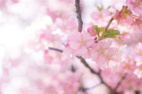 空に伸びる桜の無料写真素材 Id4468｜ぱくたそ