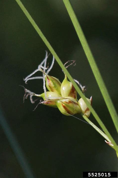 Fewseed Sedge Carex Oligosperma