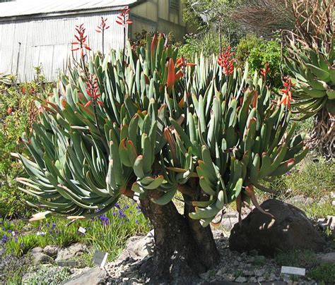 Photo Of The Entire Plant Of Fan Aloe Kumara Plicatilis Posted By Joy