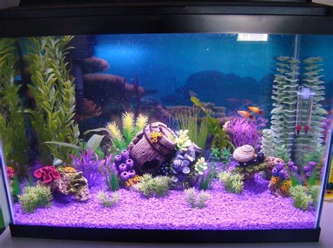 Photo 1 2 Mickey Mouse Platy 3 Cherry Barb1 Male 2 Fem