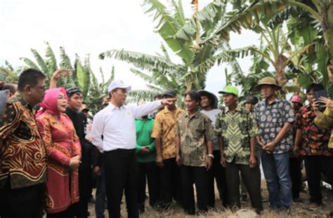 Pompanisasi Jadi Jurus Jitu Mentan Amran Tingkatkan Produktivitas Lahan