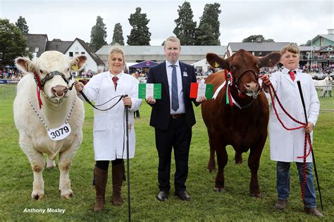 Royal Welsh Show 2019 — The Beef Shorthorn Cattle Society