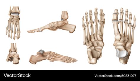 Foot bones anatomy set Royalty Free Vector Image