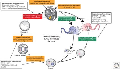 Genomic Imprinting In Mammals Abstract Europe Pmc