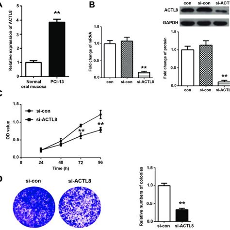 Overexpression Of PAK4 Increases The Proliferation Migration And