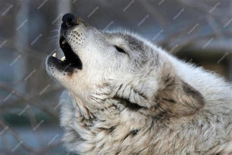 Premium Photo | Wolf howling howling wolf