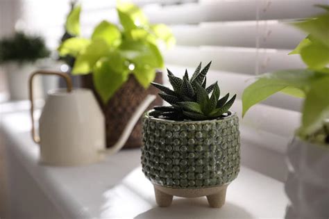 Can Succulents Grow in Shade? - Gardential.com