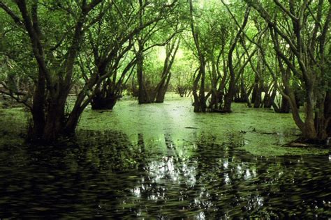 Ecosistemas Acuaticos Ecosistemas De Aguas Dulces