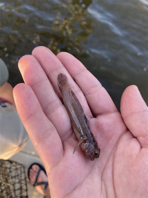 Naked Goby From Mississippi Sound Ocean Springs Ms Us On May