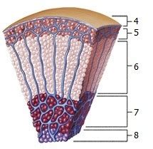 Adrenal gland zones Diagram | Quizlet