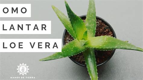 Plantar Aloe Vera Cuándo y Cómo Hacerlo de Forma Correcta eco360