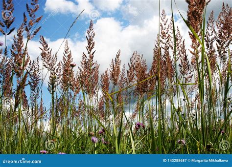 Sunny Meadow With Tall Grasses Stock Image Image Of Reach Happiness 143288687