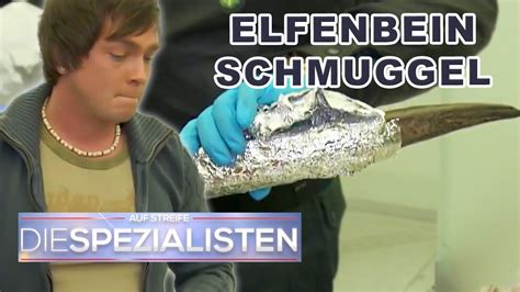 Elfenbein Schmuggel im Kinderwagen Zoll stoppt Täter