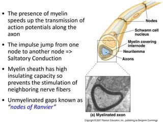 Propagation Of Nerve Impulse Ppt