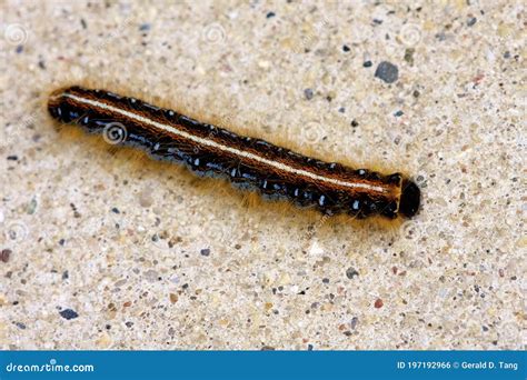 Eastern Tent Caterpillar Moths In Tree Royalty Free Stock Photo