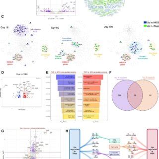 Transcriptomic And Proteomic Profiling Of Q Cnv Cos Reveal