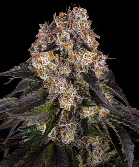 Girl Scout Cookies Barneys Farm Sjeme Kanabisa