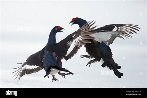 Two Male Black Grouse Tetrao Lyrurus Tetrix Fighting Utajarvi