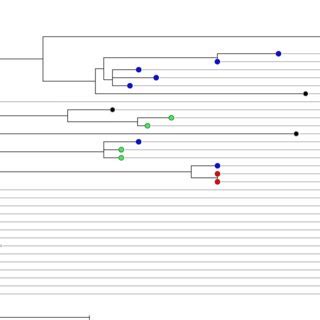 A Phylogenetic Tree Based On The Allelic Profiles Of Cgmlst Loci