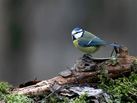 riggat ny matning fotosidan