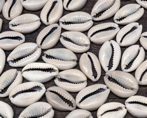 Cowrie Shell 50pc 12 34 Inch Sliced Cowrie Shells