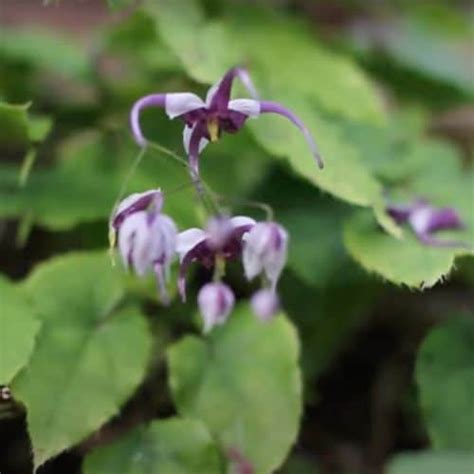 Can Horny Goat Weed Increase Testosterone Research Evidence