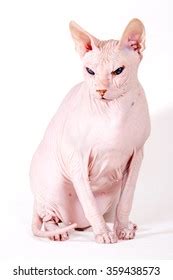 Bald Cat Cat Breed Sphinx Naked Stock Photo 1138005566 Shutterstock