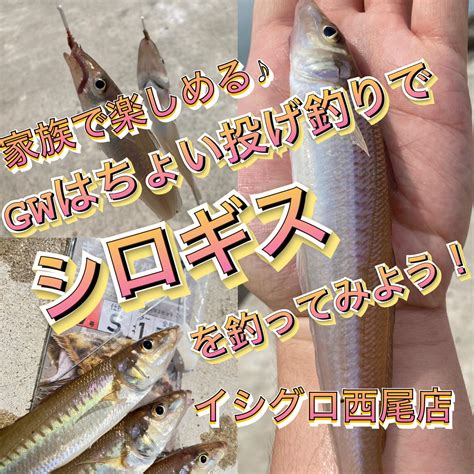 シロギス釣れ始めてます！ Gwはちょい投げ釣りでシロギスを狙おう！ イシグロ西尾店 ｜釣具のイシグロ 釣り情報サイト