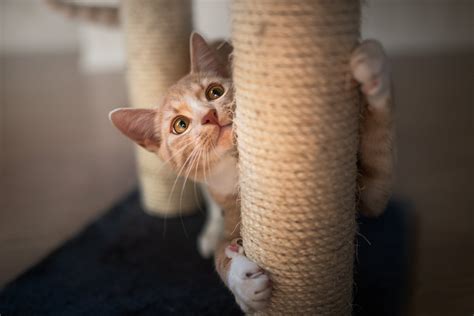 Como Fazer O Gato Parar De Arranhar O Sof Patas Da Casa