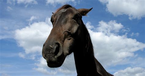 Do you have a "Moody Mare?" - April Love – Holistic Horse Works, LLC