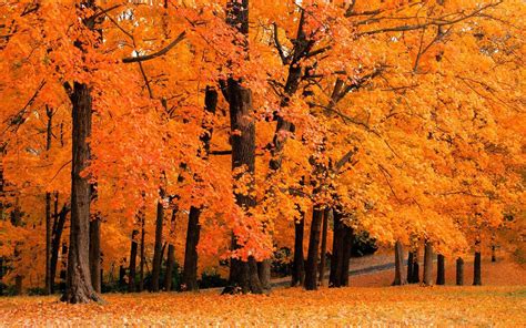 Fall Season Backgrounds 65 Images