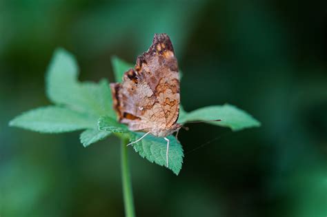 Borboleta Inseto Asas Foto Gratuita No Pixabay Pixabay