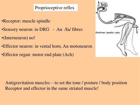 Ppt Dr Altdorfer Microscopy Of The Spinal Cord Proprioceptive And