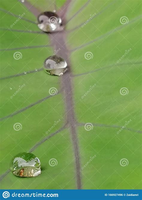 Gotas De Lluvia En Una Hoja Verde De Yema Foto De Archivo Imagen De