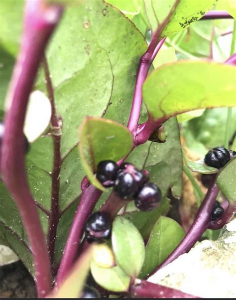 Red Malabar Spinach Seeds Heirloom Tim S Tomatoes