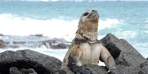 Tour 4 Days 3 Nights Galápagos Tripi ando