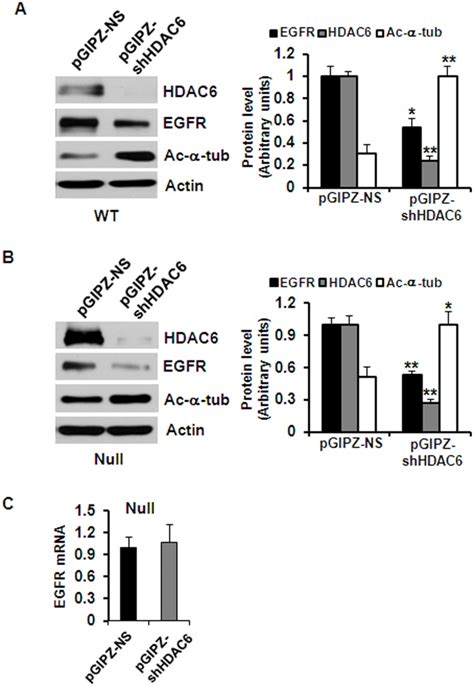 A And B Western Blotting Analysis Of The Expression Of Hdac Egfr