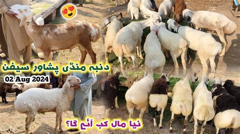 Dumba Mandi Peshawar Zero Size Turkey Balkhi Sheep New Updates