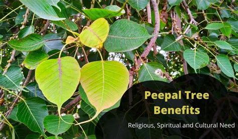 Peepal Tree Benefits Religious Spiritual And Cultural Need