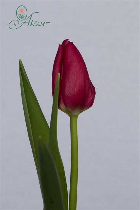 Pink Ardour Triumph Tulip P Aker Flower Bulbs And Seeds